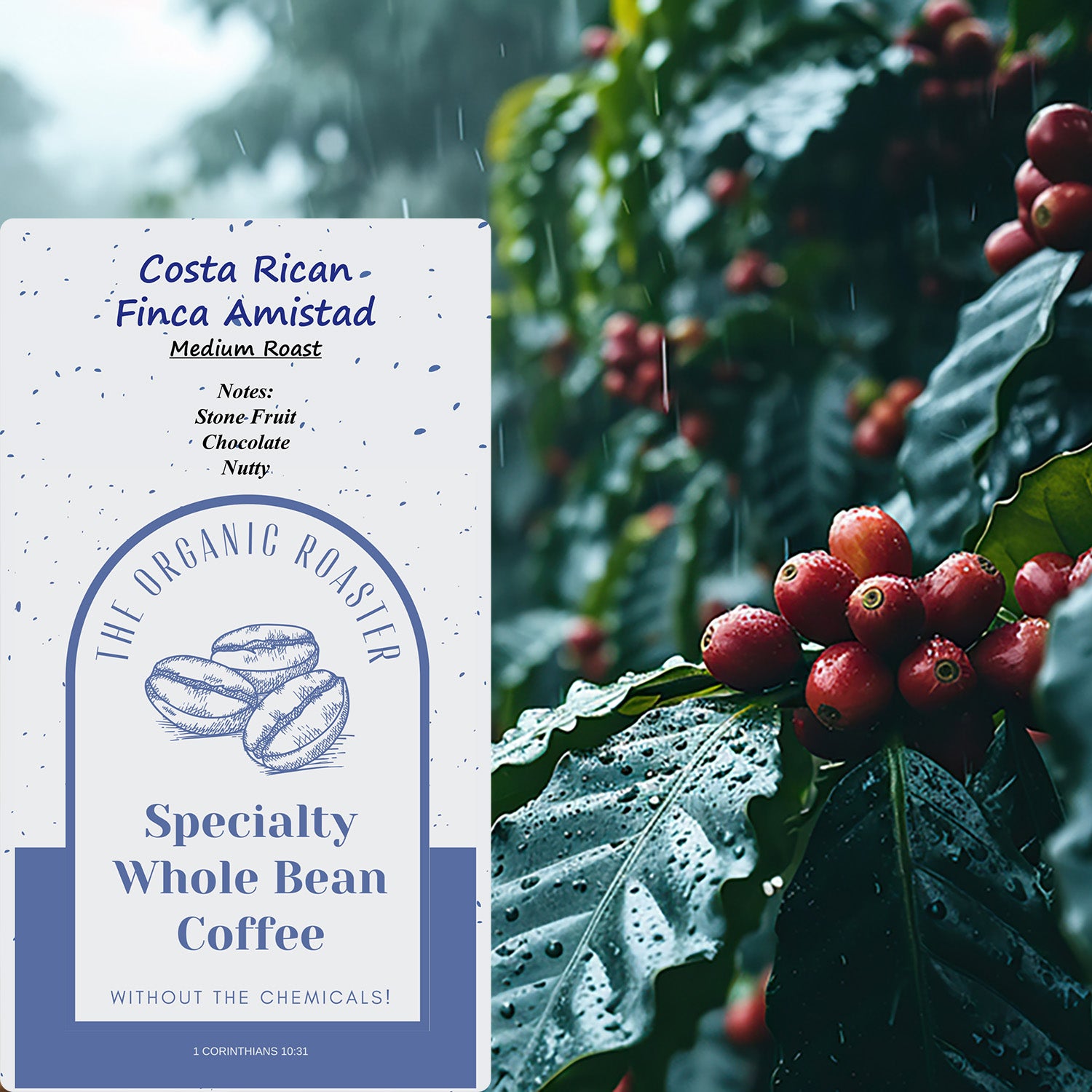 Organic Costa Rican Finca Amistad – Medium Roast