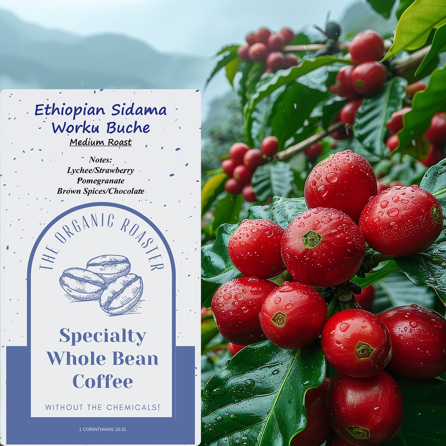 Ethiopian Sidama Worku Buche - Medium