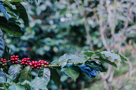 Mexican Royal Select Decaf (Med-Dark)