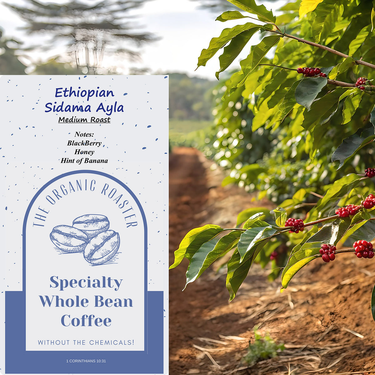 Ethiopian Sidama Ayla