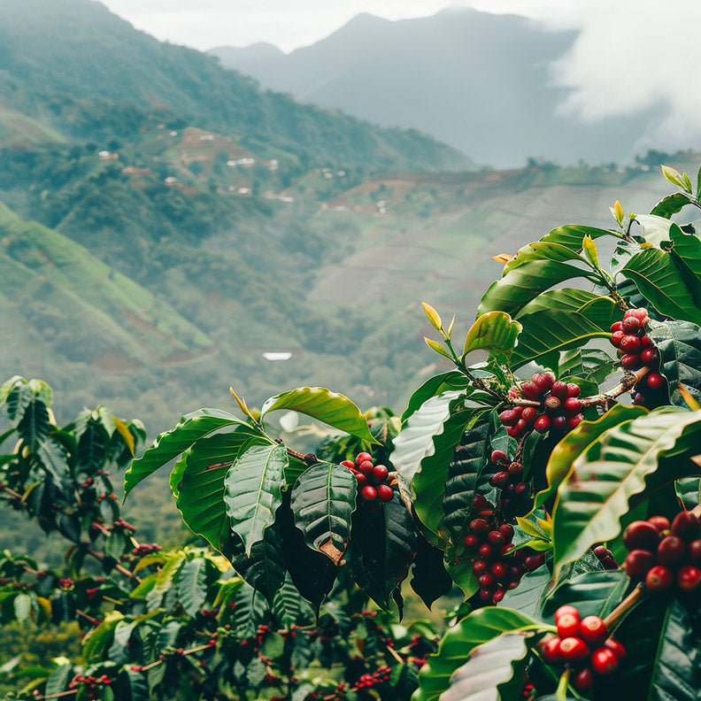 Colombian El Bombo (Dark)