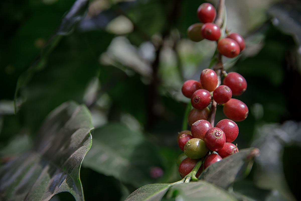 Ethiopian Sidama Ayla