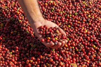 Honduran Decaf SWP